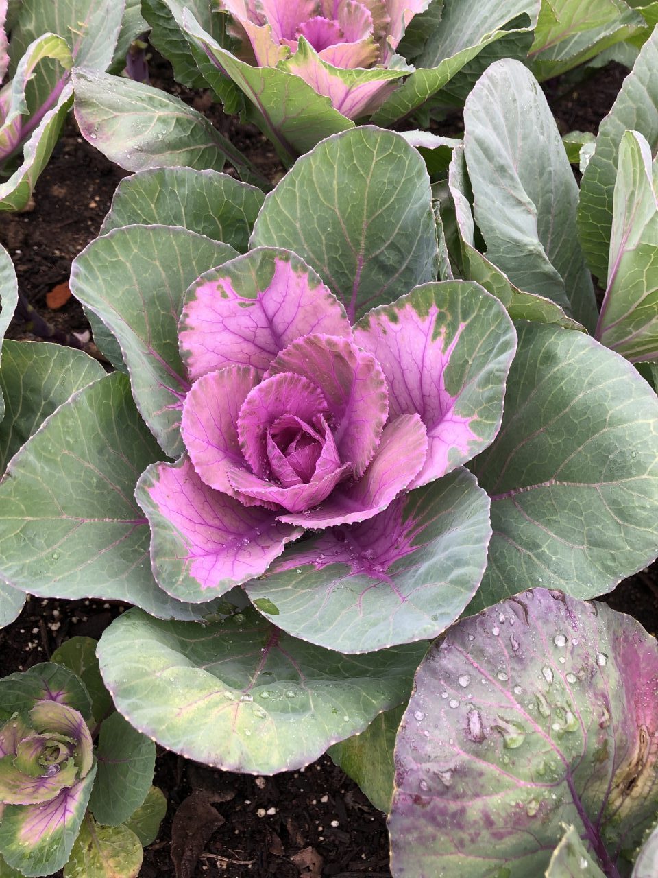 Flowering Cabbage & Kale, Another Winter Treasure! - Gill Landscape Nursery