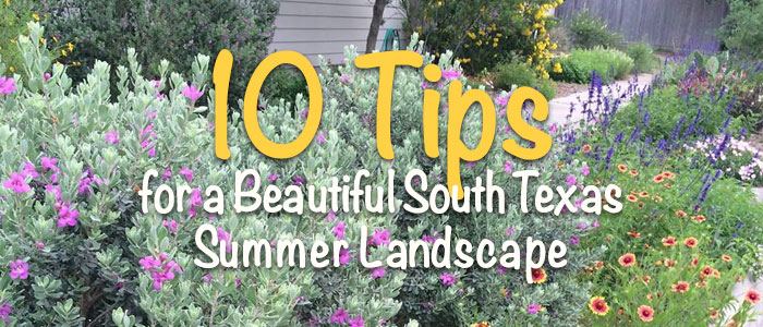 Summer South Texas Landscape, Texas Landscaping Plants Ideas