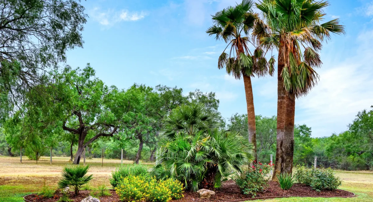 Corpus Christi, TX's Sustainable Landscaping Experts