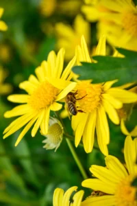 Corpus Christi, TX's Sustainable Landscaping Experts