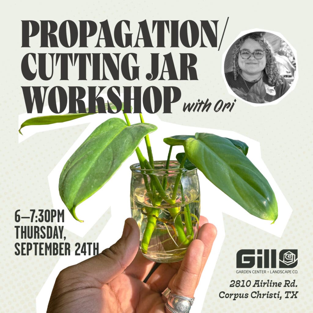 Cuttings, cutting jar, propagation, cutting jar workshop