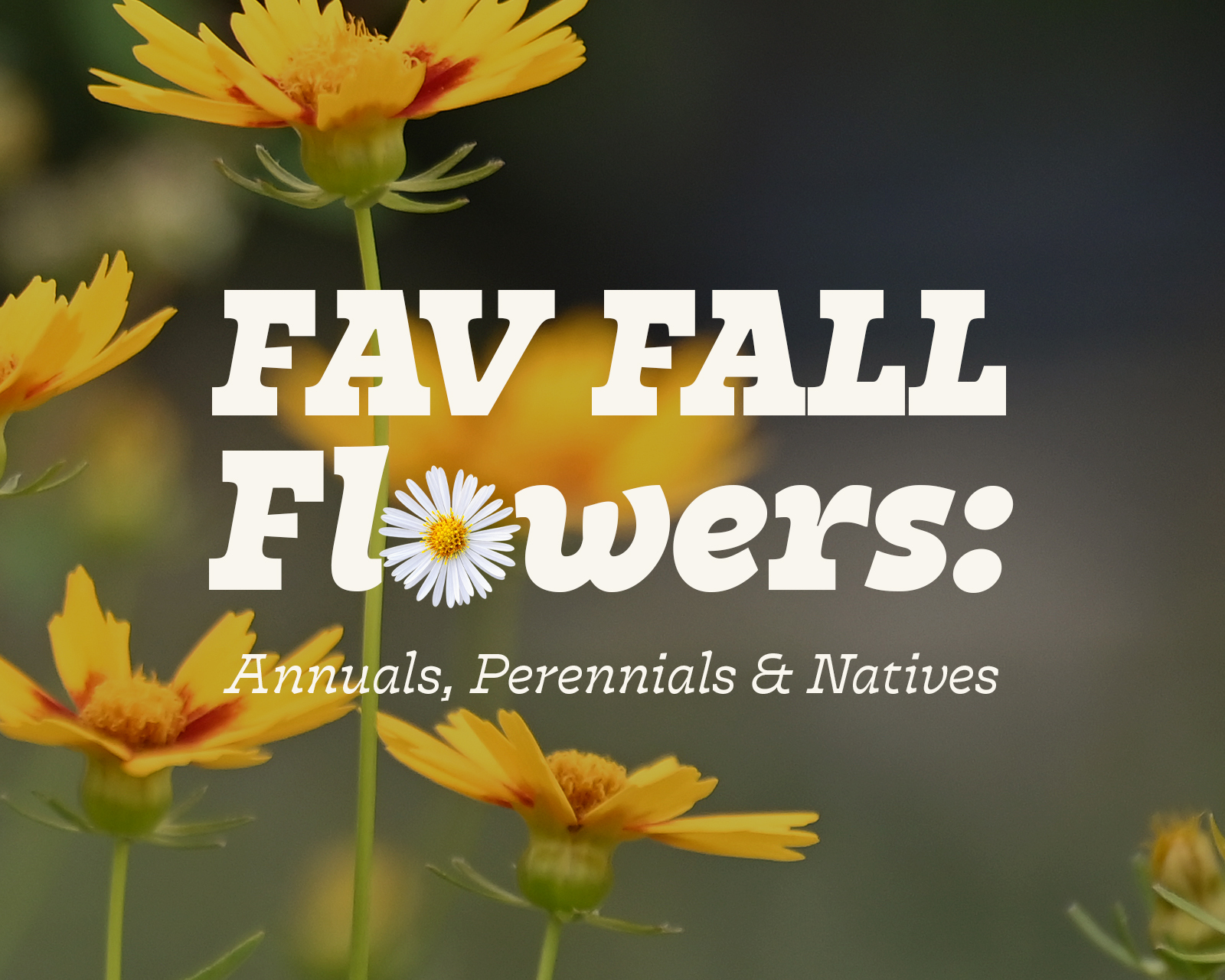 Fav Fall Flowers
