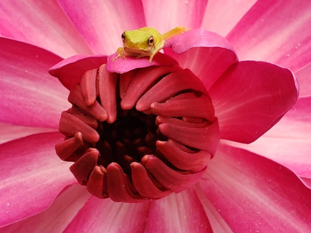 Mike’s Waterlilies and Frogs at Nelson Water Gardens - Gill Garden