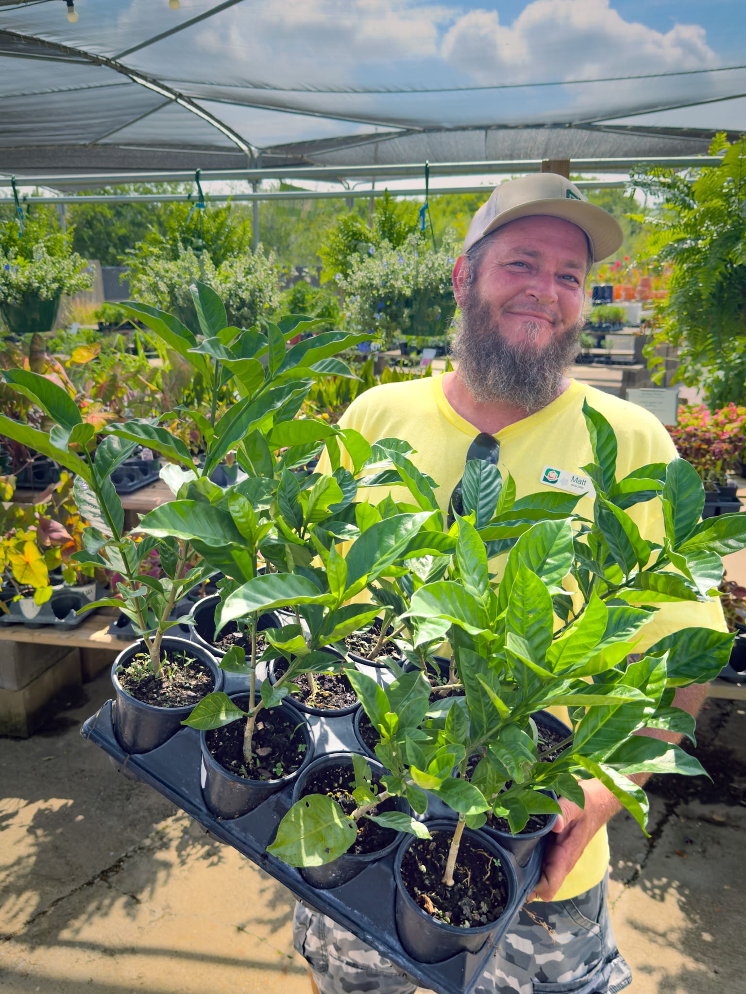 Indian Carnation (Matt)