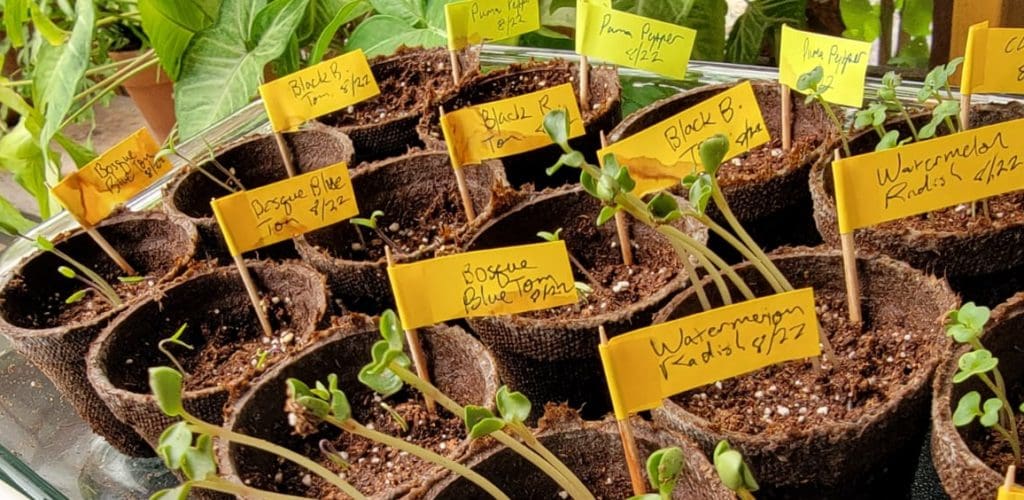 Plant Something Interesting Rare Seeds from Baker Creek