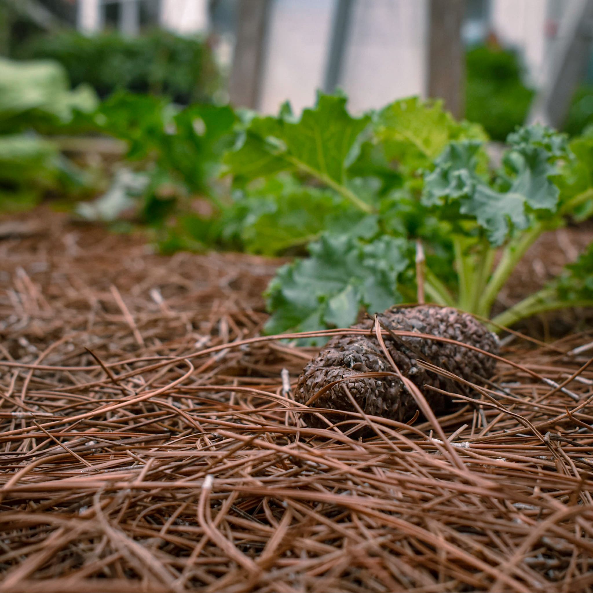 Pine straw