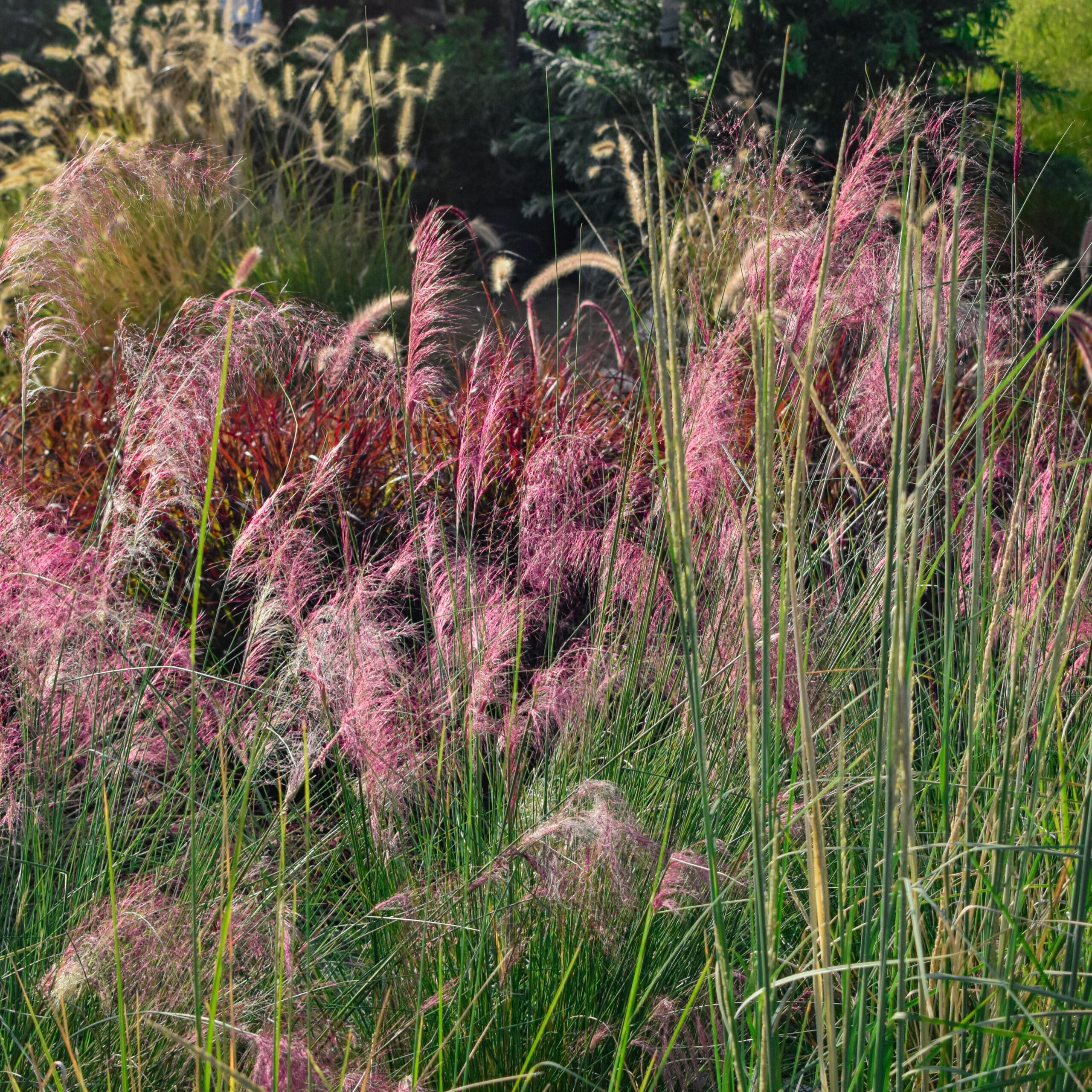 Pink-Coastal-Muhly-Grass