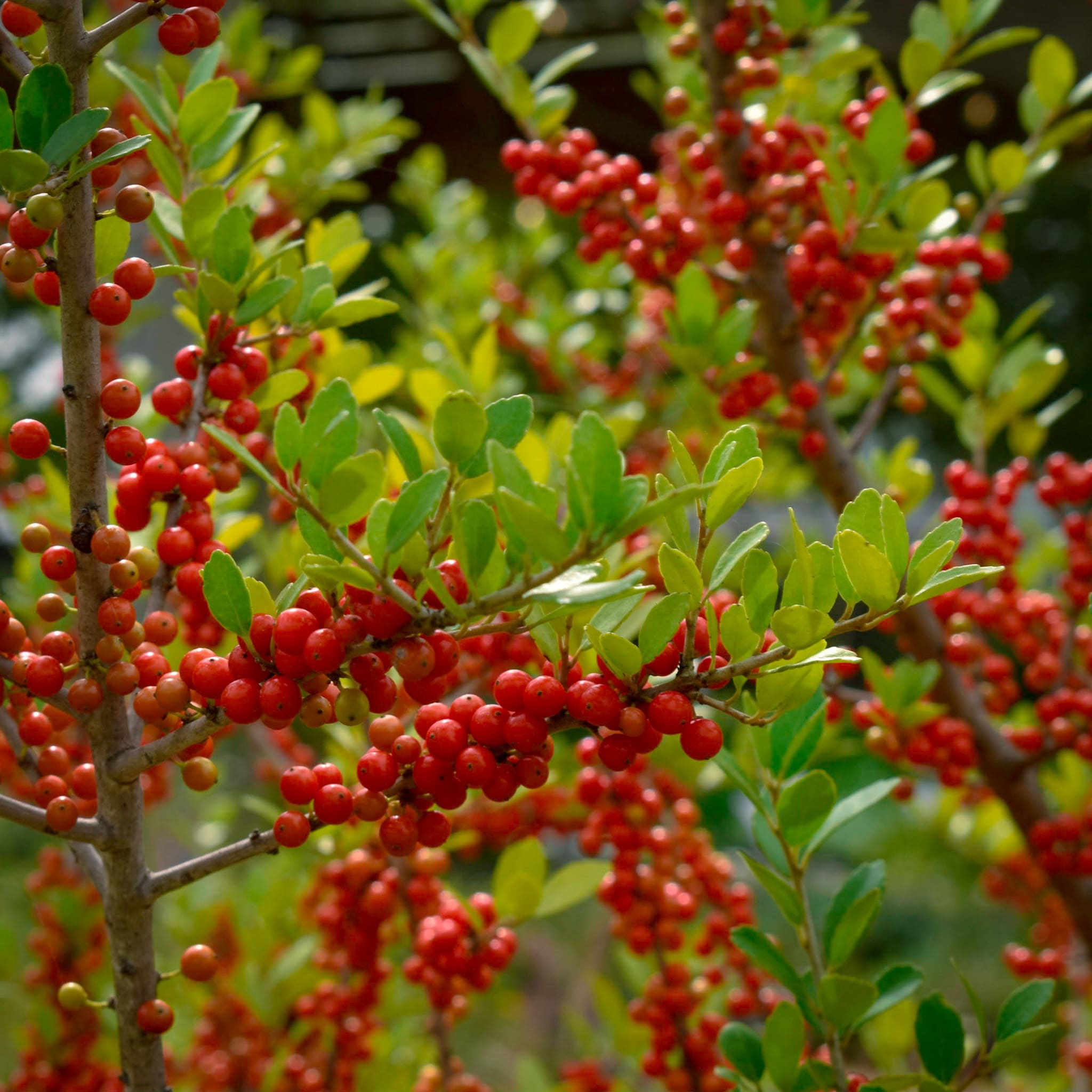 Pride of Houston Yaupon Holy (1)