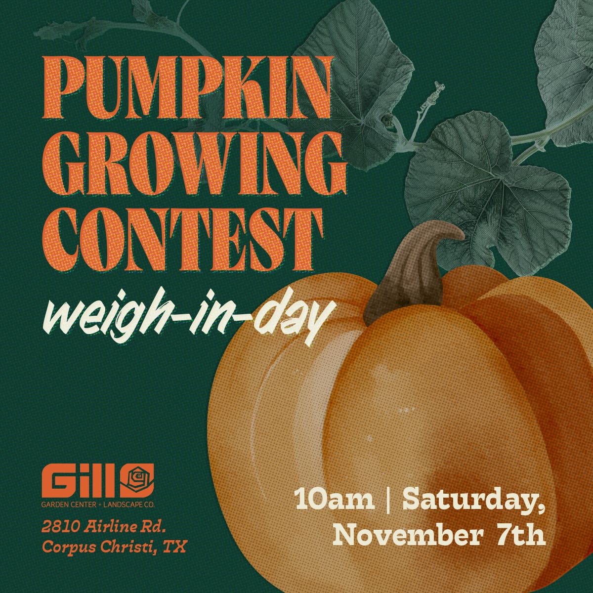 pumpkin growing contest weigh-in