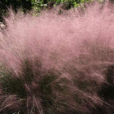 Gulf Muhly Grass