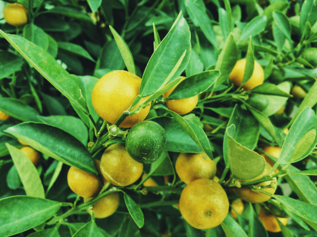 Don’t Forget to Feed Your Citrus Trees!