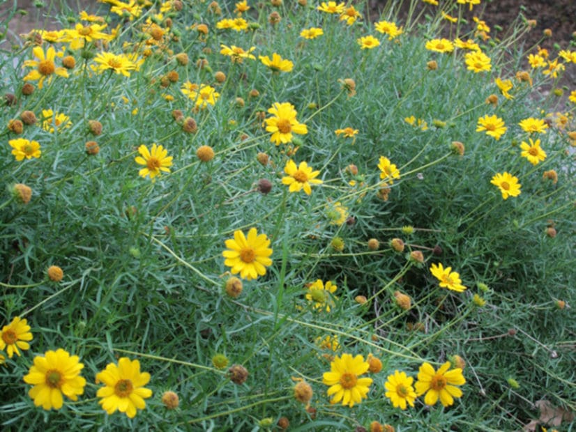 Texas Native Plant Week at Gill's!