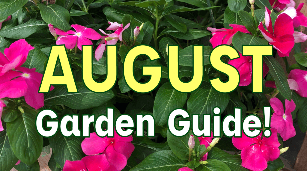 August Garden Guide Gill Garden Center + Landscape Co.
