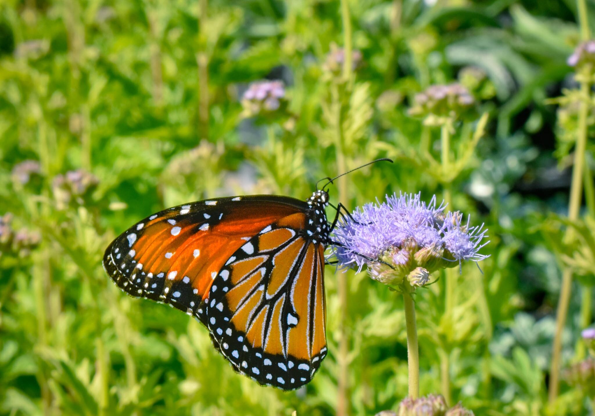Corpus Christi, TX Native Landscaping15