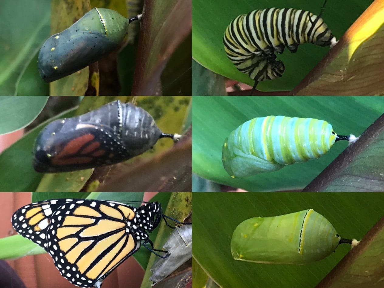 caterpillar stages - Gill Garden Center + Landscape Co.