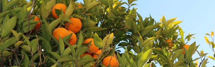 Fruit trees to grow in south texas