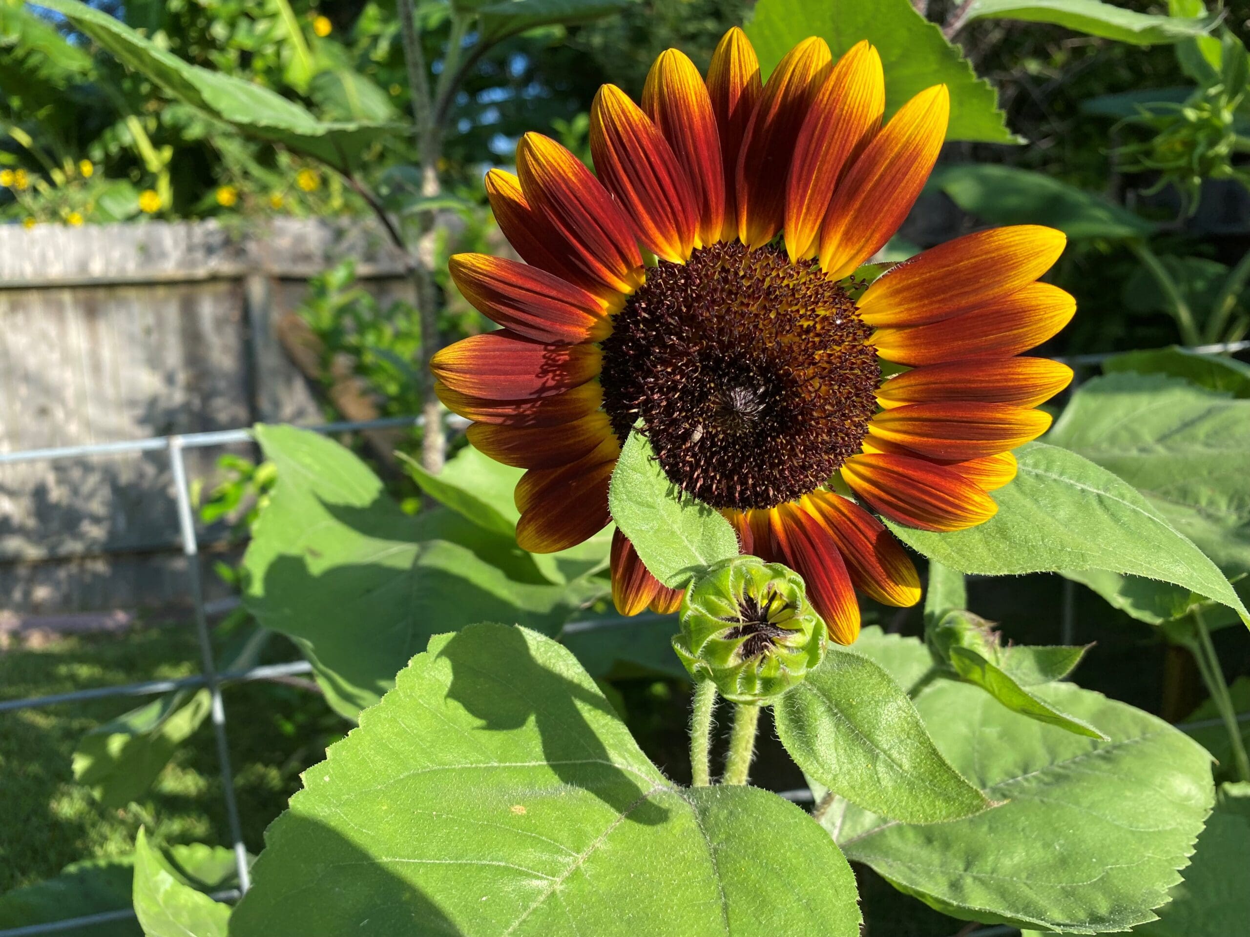 debbie sunflower 3