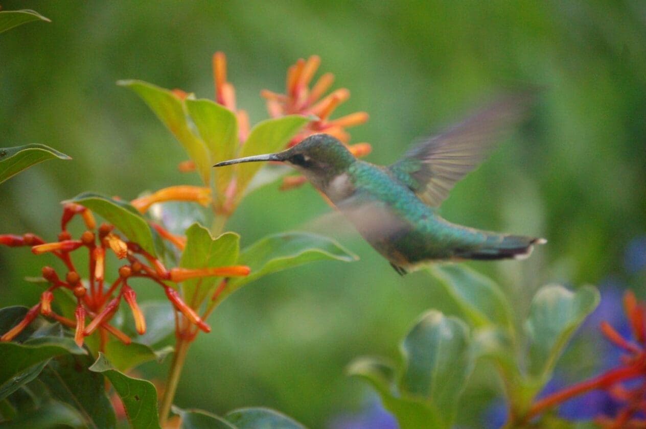 Top 10 Summer-Tough Plants for Pollinators!