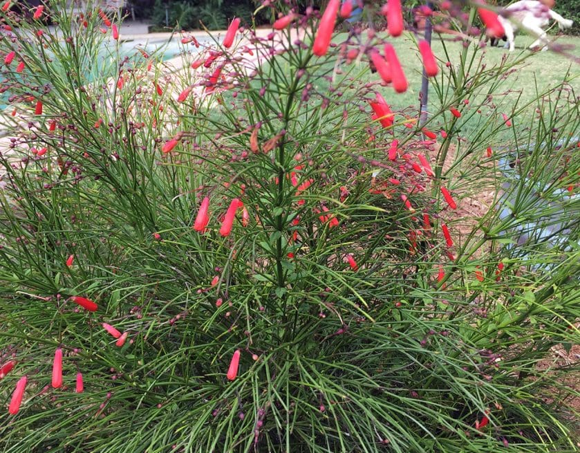 firecrackerplant Gill Garden Center + Landscape Co.