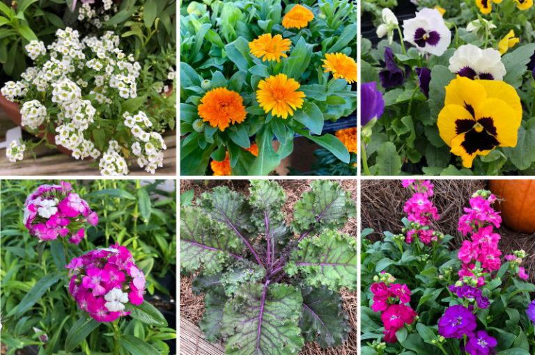 Plant Flowers Now For Winter WOW!