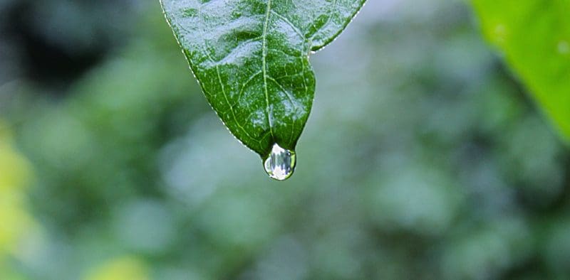 green-leaf-rain-drop-516711