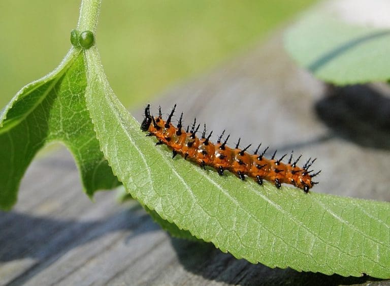 gulf fritillary caterpillar Gill Garden Center + Landscape Co.