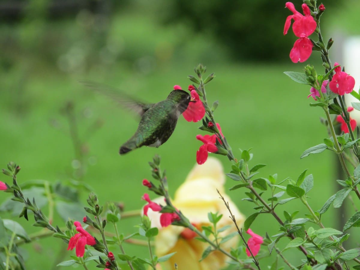 hummingbird-on-salvia-1