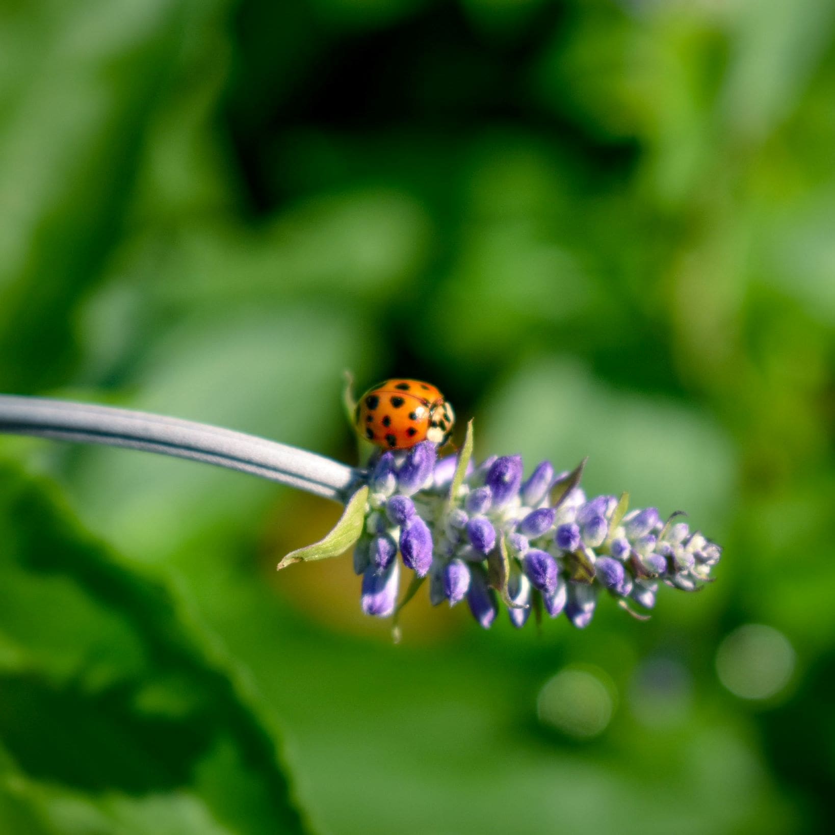 ladybug on salvia