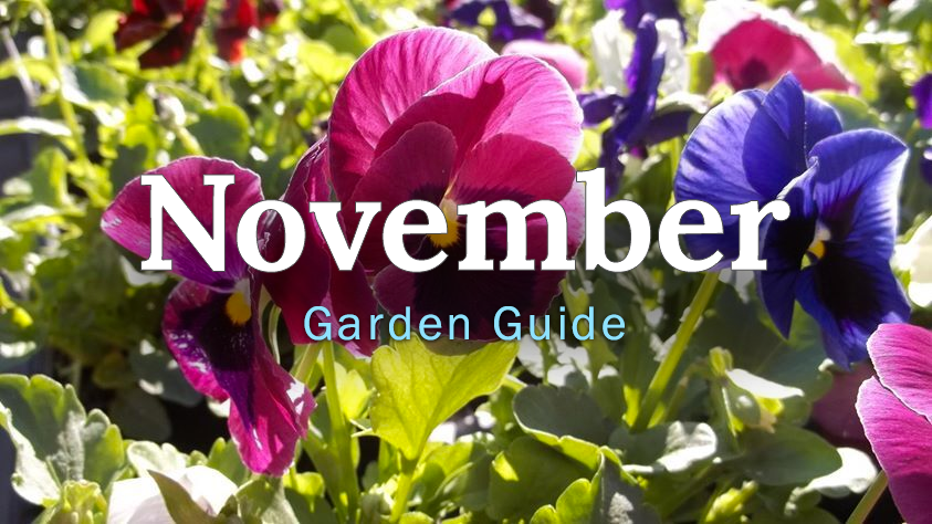 november-guide