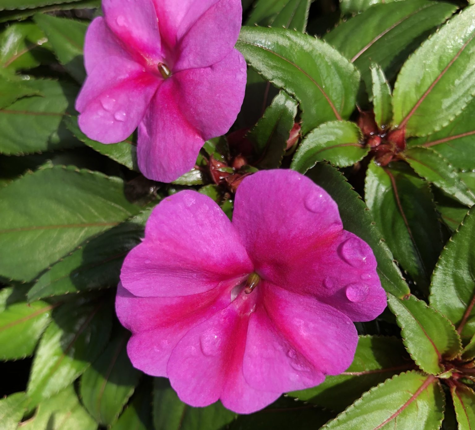 pinkimpatiens Gill Garden Center + Landscape Co.