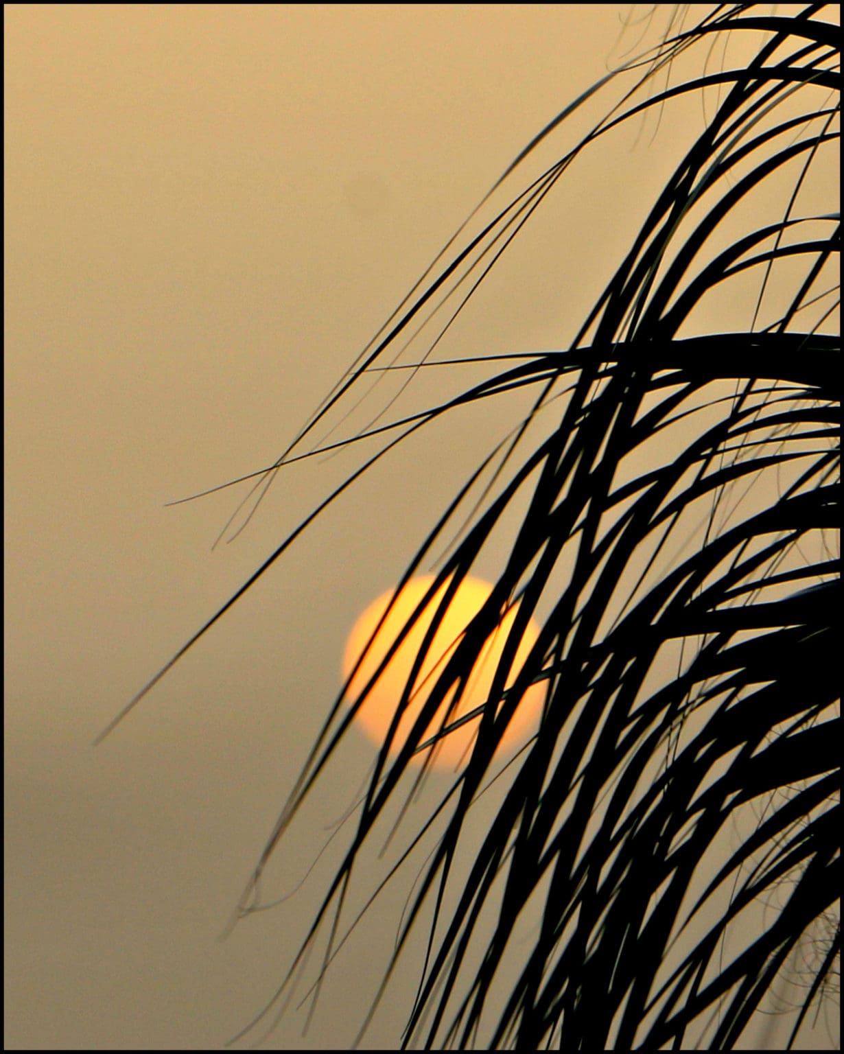Saharan Dust Bad for Your Plants? Gill Garden Center + Landscape Co.