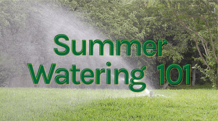 summer-watering