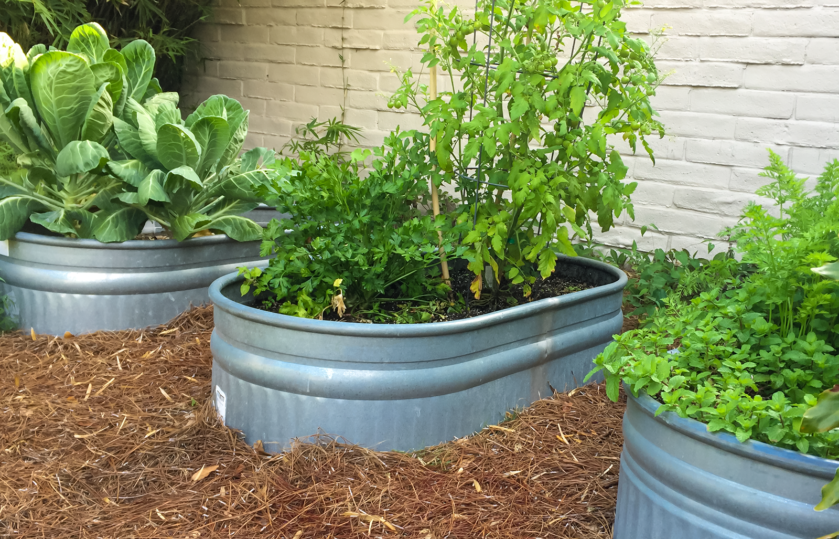 veg-livestock-tank-container - Gill Garden Center + Landscape Co.